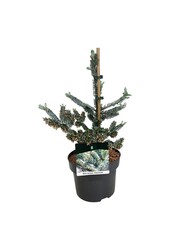 Zilverspar Abies koreana Silberlocke