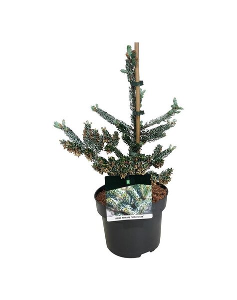 Abies