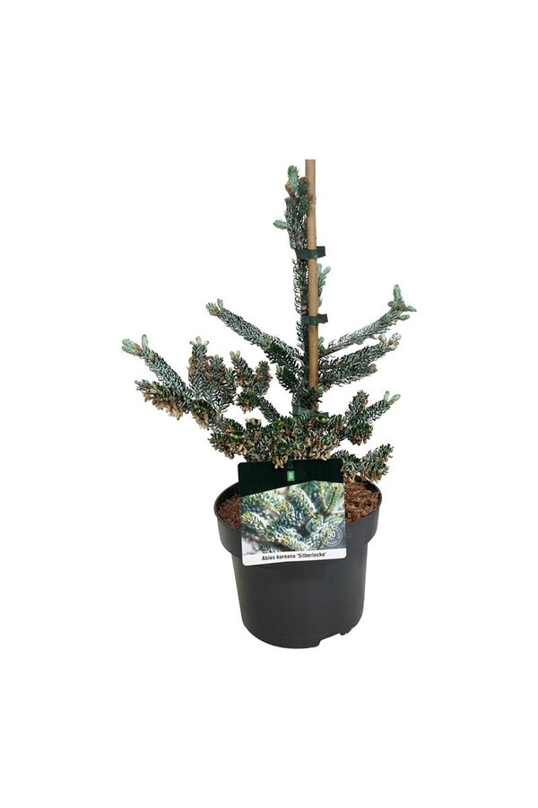 Zilverspar Abies koreana Silberlocke