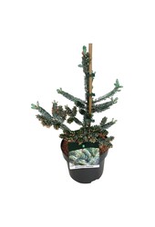 Zilverspar Abies koreana Silberlocke