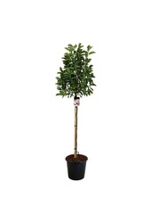Beverboom Magnolia soulangeana