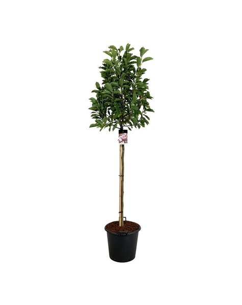 Magnolia