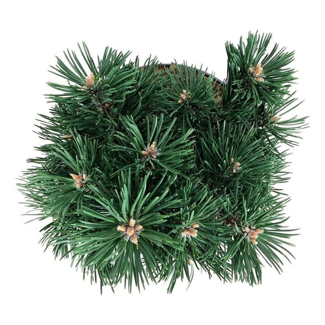 Denneboom Pinus mugo Green Pearl