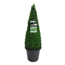 Buxus