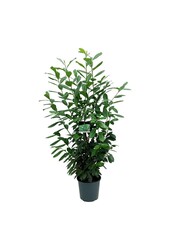 Portugese laurier Prunus Novita