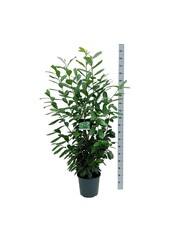 Portugese laurier Prunus Novita