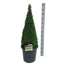 Buxus