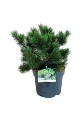 Denneboom Pinus mugo Gnom