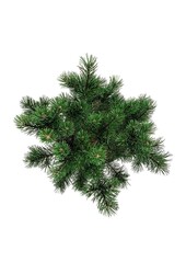 Denneboom Pinus mugo Gnom