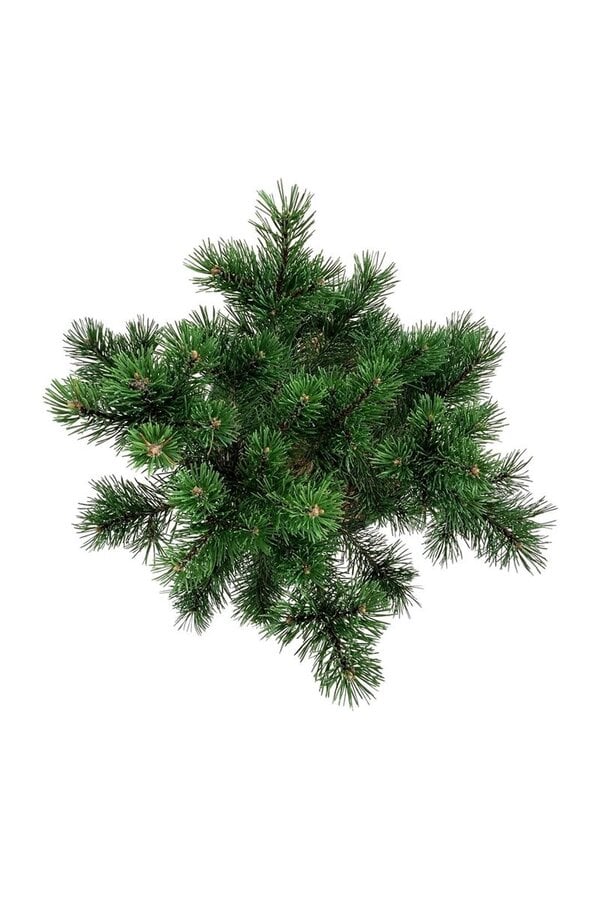 Denneboom Pinus mugo Gnom