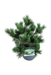 Denneboom Pinus mugo Gnom