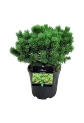 Denneboom Pinus mugo Mumpitz