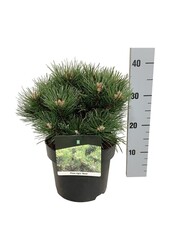 Denneboom Pinus nigra Nana