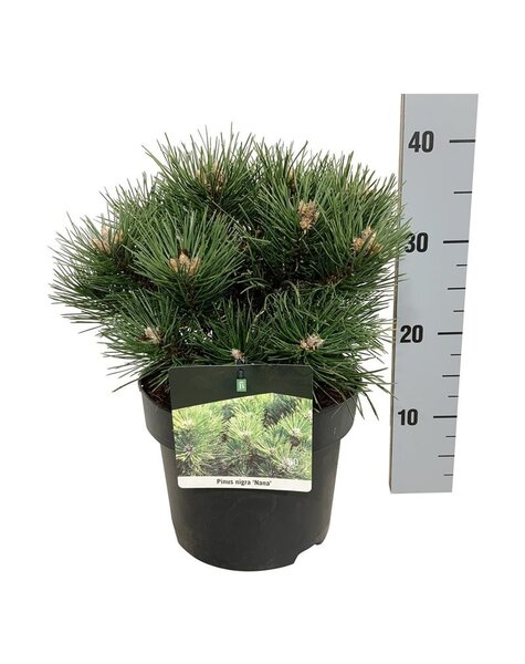 Pinus