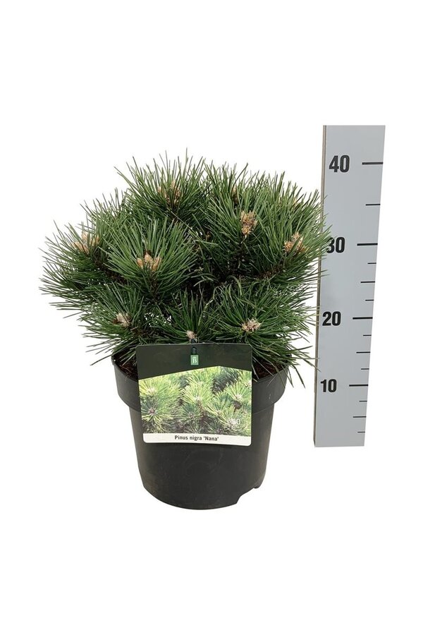 Denneboom Pinus nigra Nana