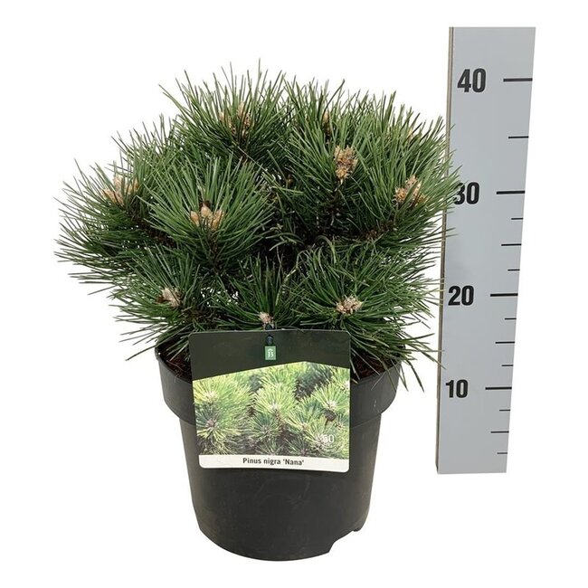 Denneboom Pinus nigra Nana