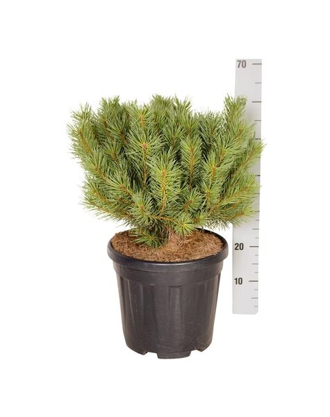 Pinus