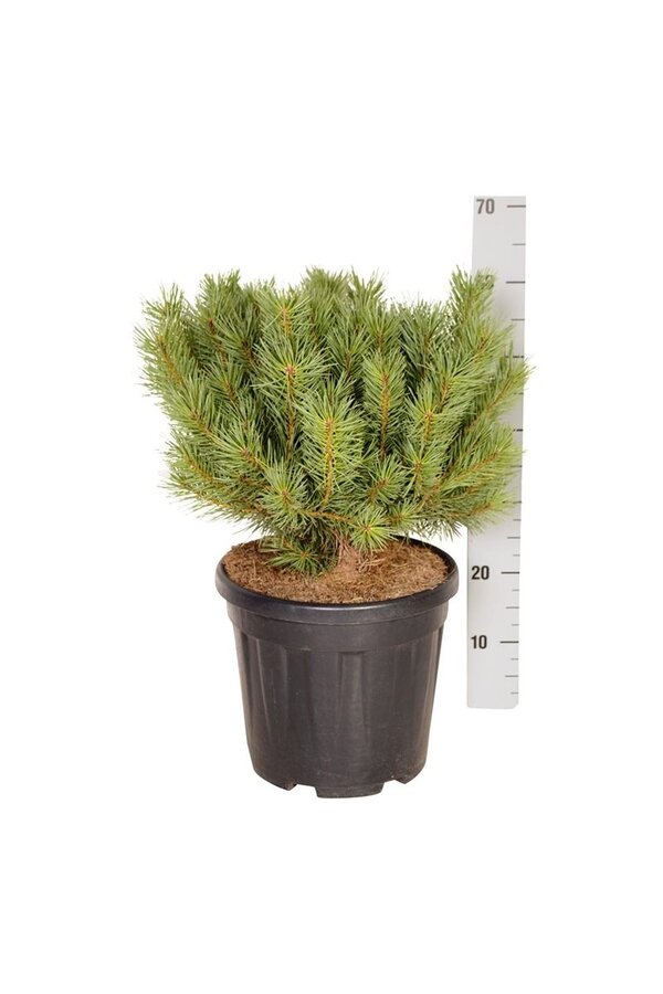 Denneboom Pinus Watereri
