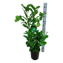 Prunus
