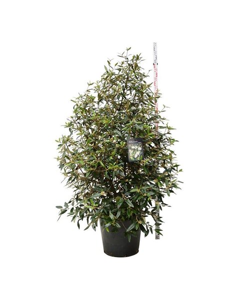 Viburnum