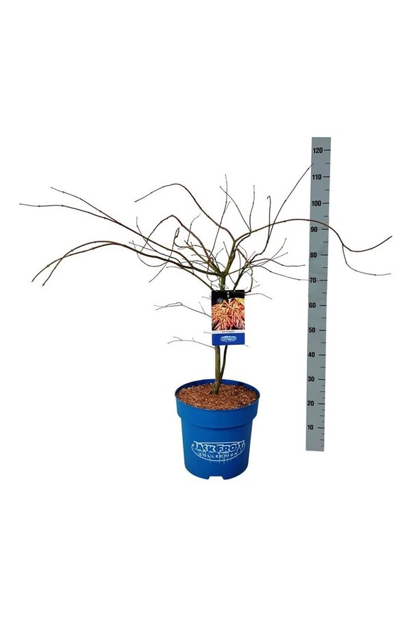 Esdoorn Acer Ice Dragon ®