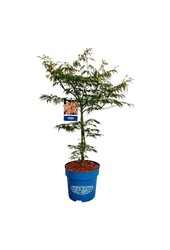 Esdoorn Acer Ice Dragon ®