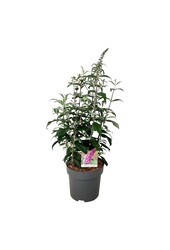 Vlinderstruik Buddleja Pink Delight