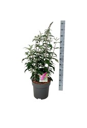 Vlinderstruik Buddleja Pink Delight