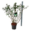 Vlinderstruik Buddleja White Profusion