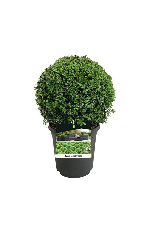 Buxus sempervirens