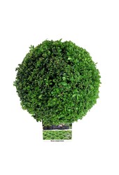 Buxus sempervirens