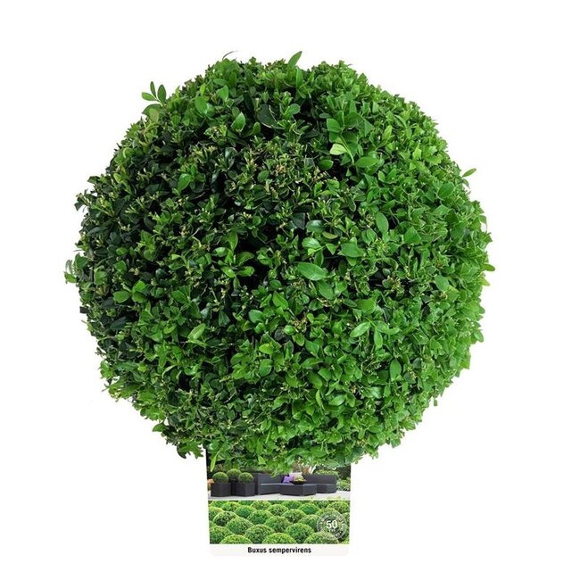 Buxus sempervirens