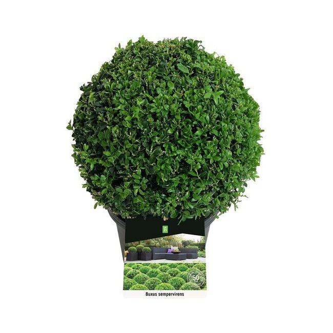 Buxus sempervirens