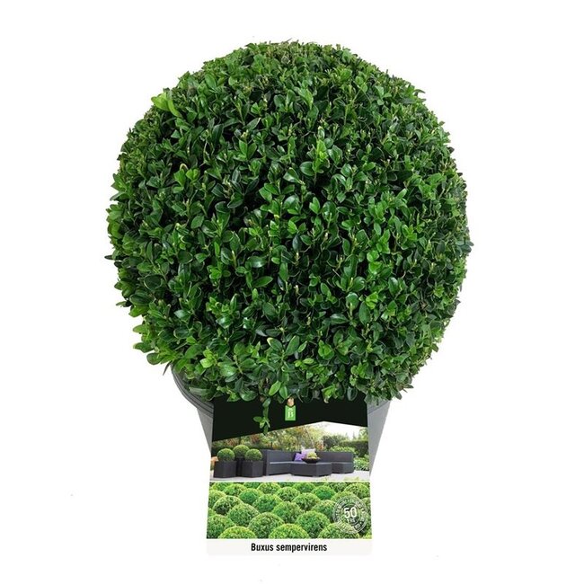 Buxus sempervirens