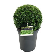 Buxus