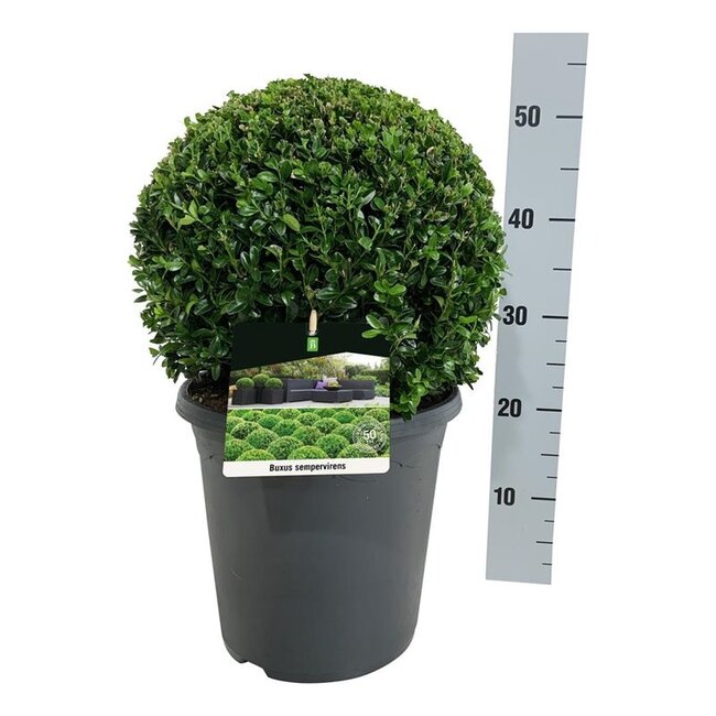 Buxus sempervirens