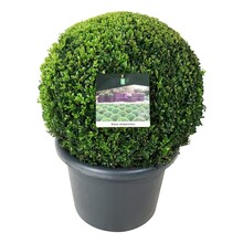 Buxus