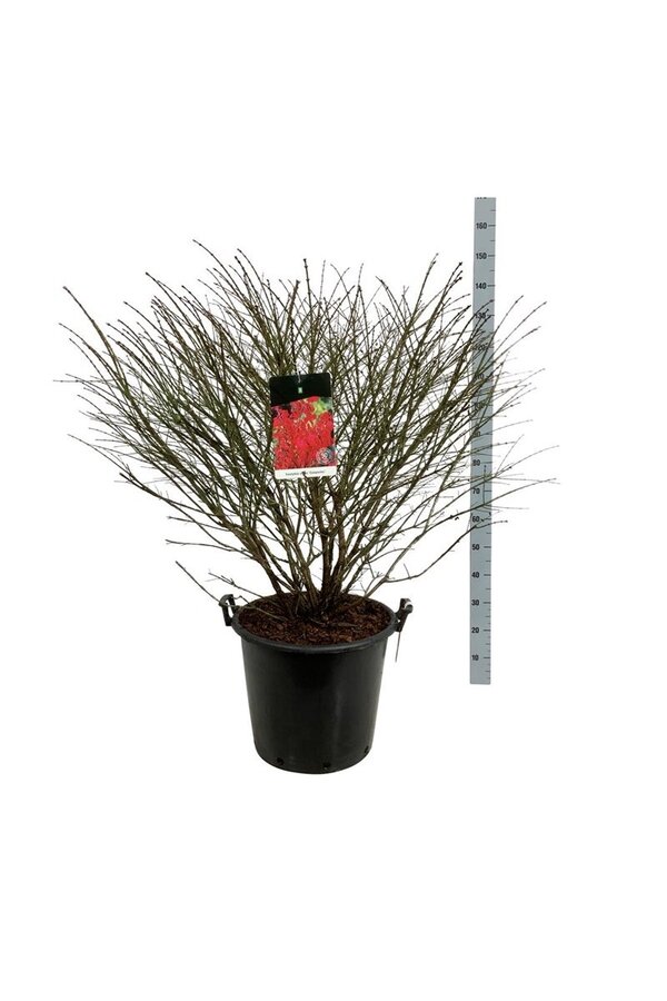 Kardinaalshoed Euonymus alatus Compactus