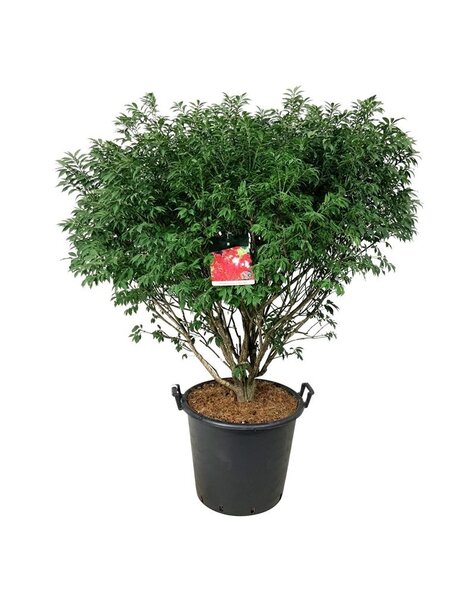 Euonymus