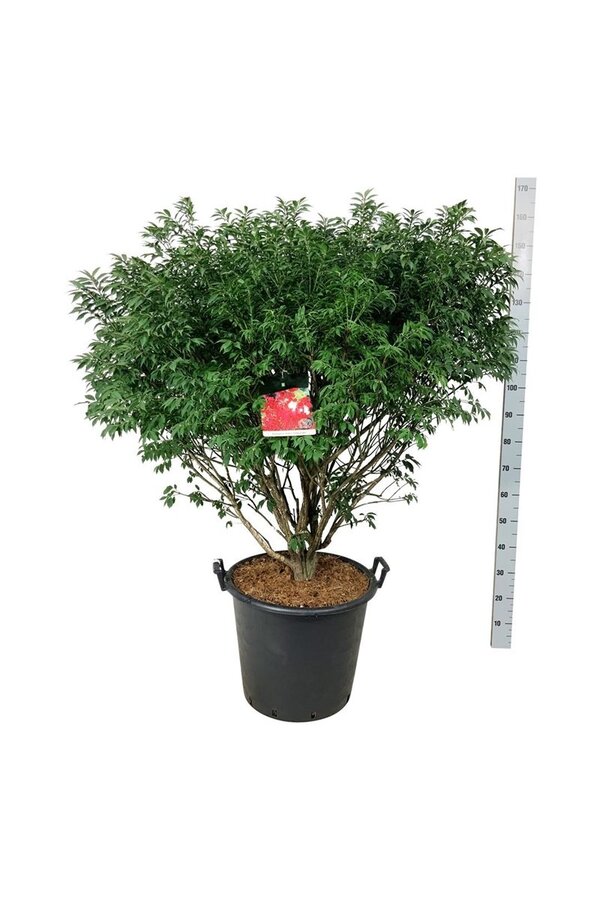Kardinaalshoed Euonymus alatus Compactus