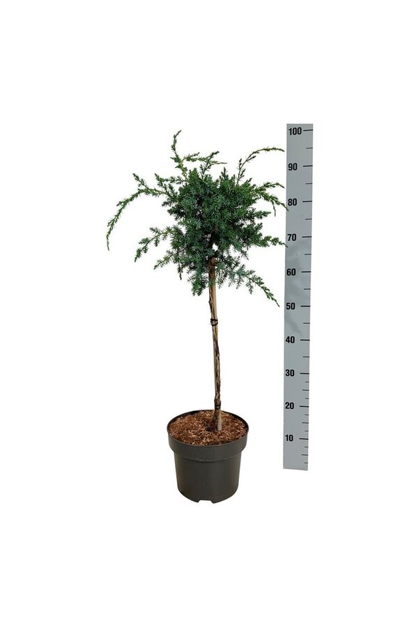 Cipres Juniperus Blue Alps