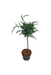 Cipres Juniperus Blue Alps