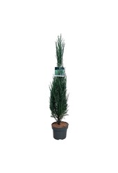 Cipres Juniperus Blue Arrow