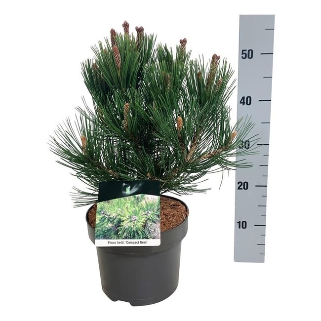 Denneboom Pinus Compact Gem
