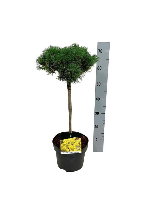 Denneboom Pinus mugo Carstens Wintergold