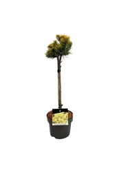 Denneboom Pinus mugo Carstens Wintergold