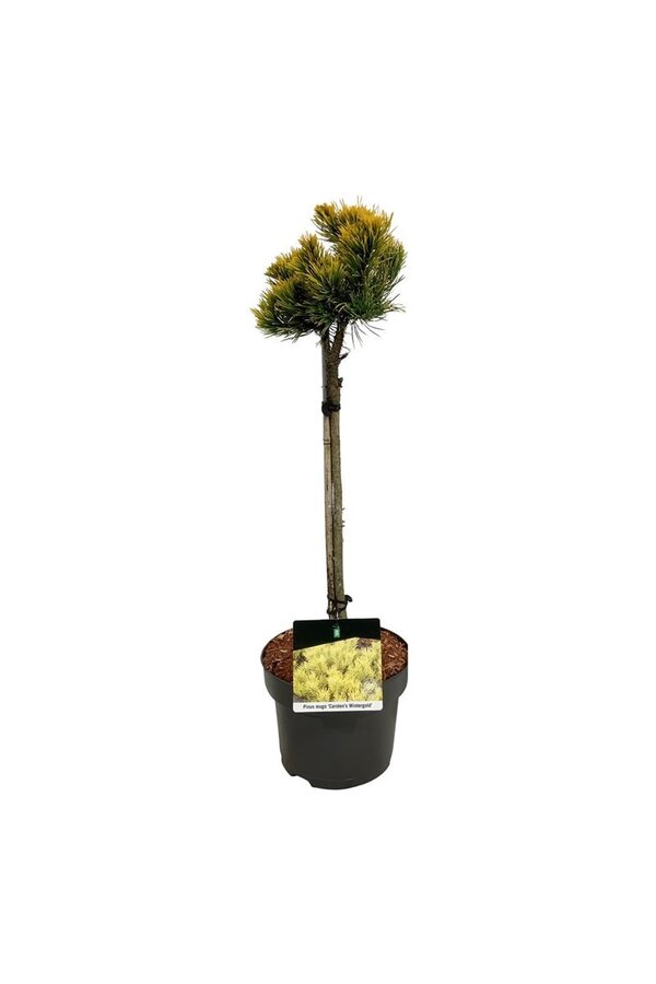 Denneboom Pinus mugo Carstens Wintergold