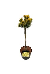 Denneboom Pinus mugo Carstens Wintergold