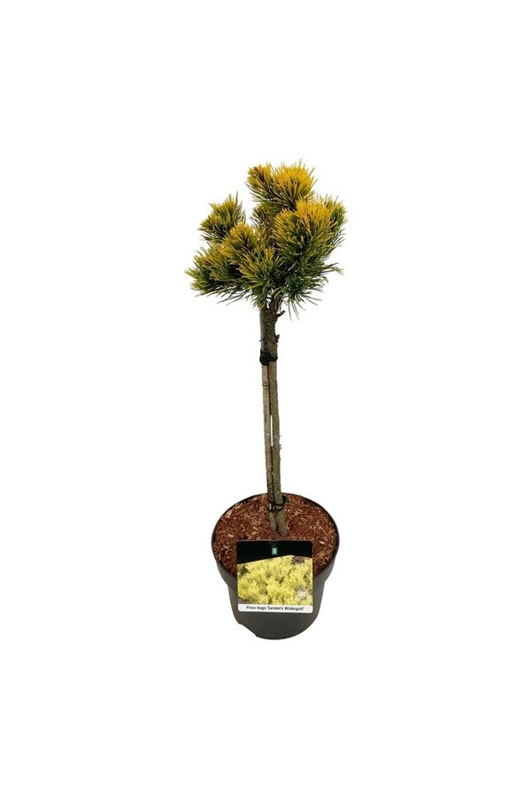 Denneboom Pinus mugo Carstens Wintergold