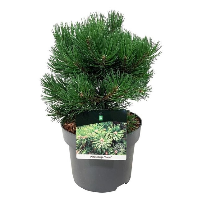 Denneboom Pinus mugo Gnom